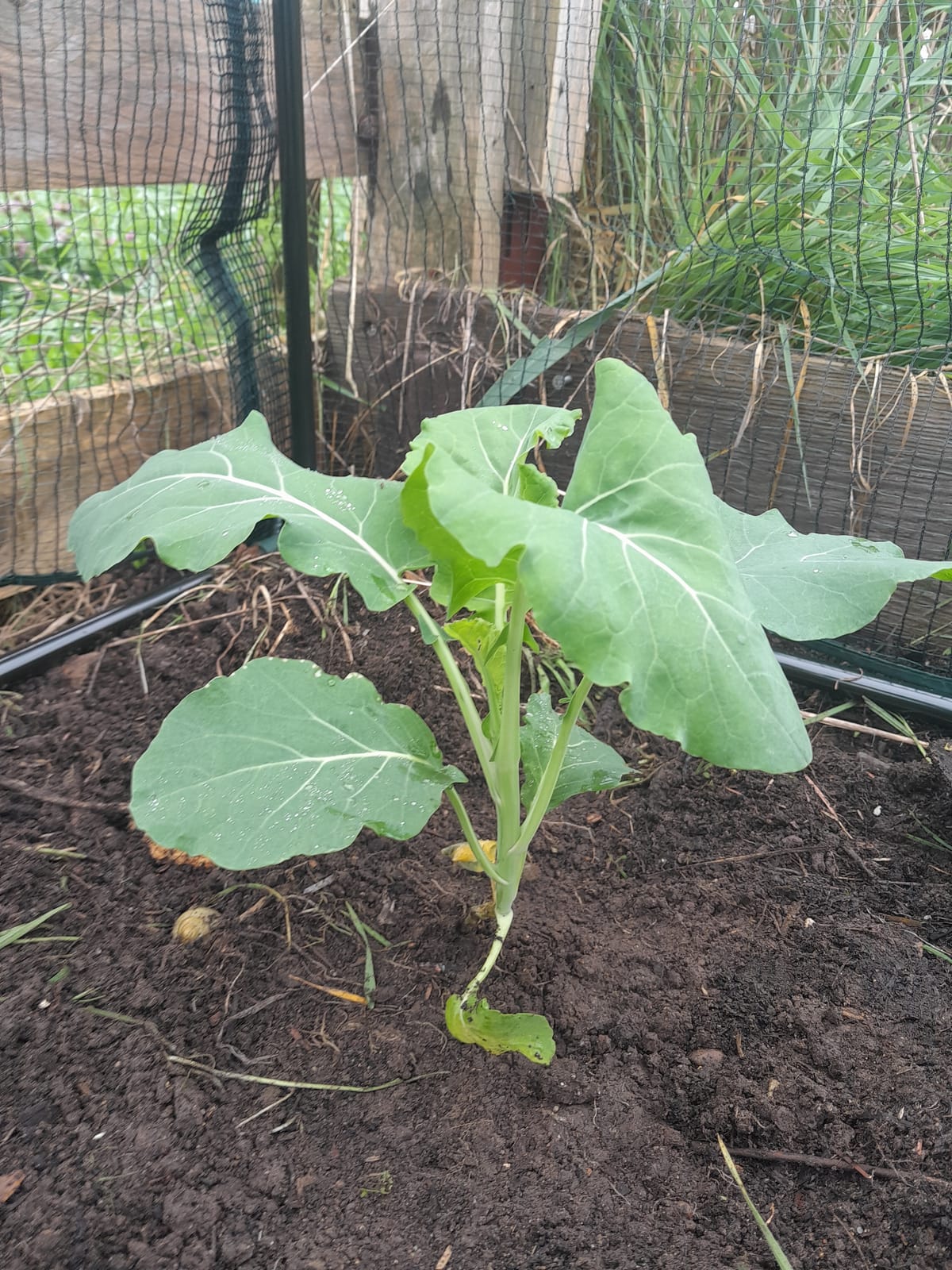 ​Plot Update: Speculative Cauliflowers & Dodging the Committee