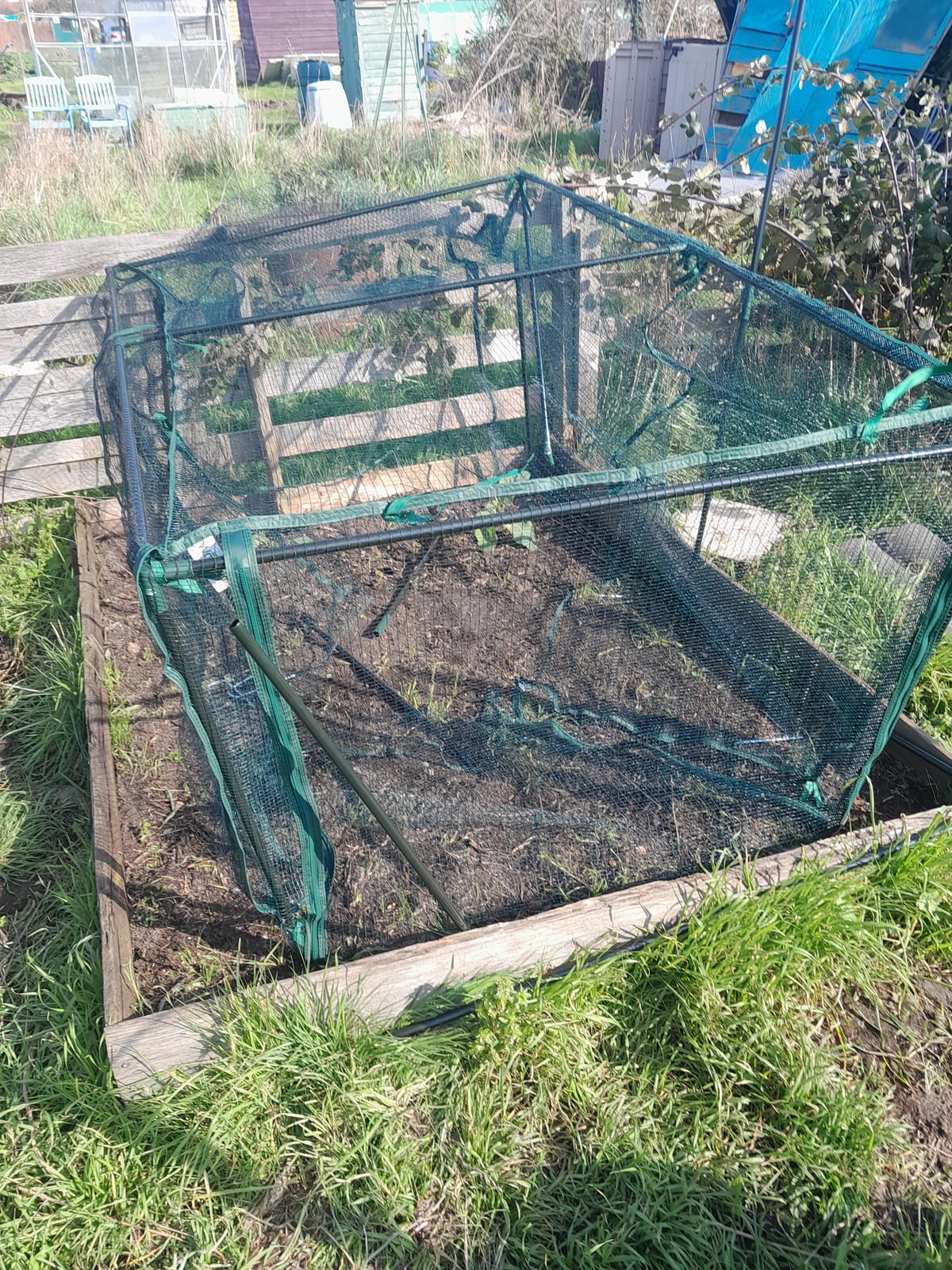 The 40-Minute Disasterclass: Wind 1, Brassica Cage 0